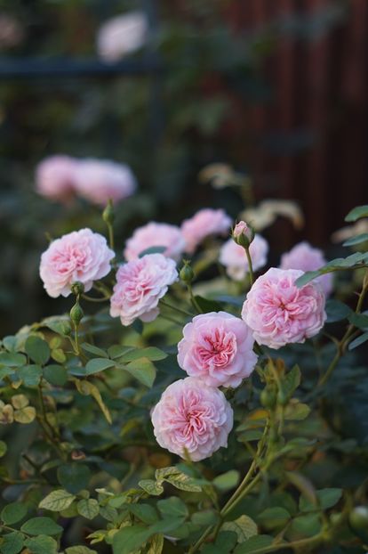 The Faun - Trandafirii care au remontat in august