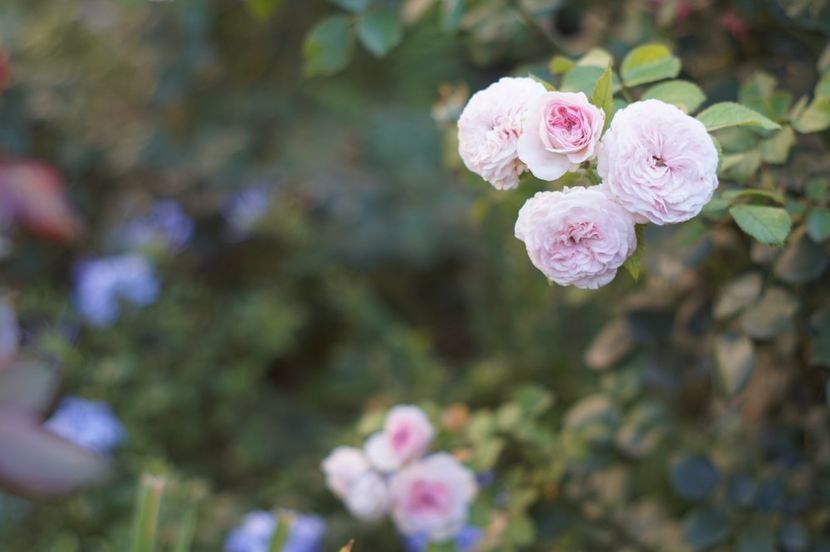  - Trandafirii care au remontat in august