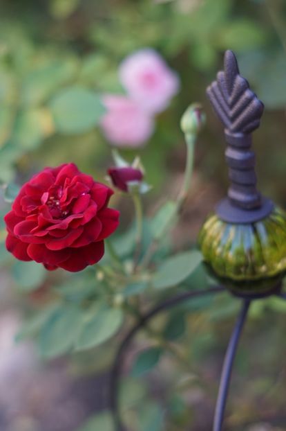  - Trandafirii care au remontat in august