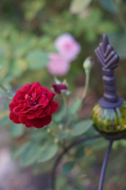 Luis XIV - Trandafirii care au remontat in august