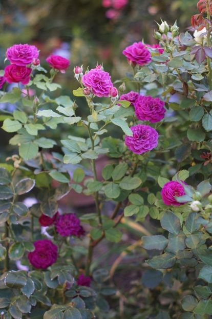  - Trandafirii care au remontat in august