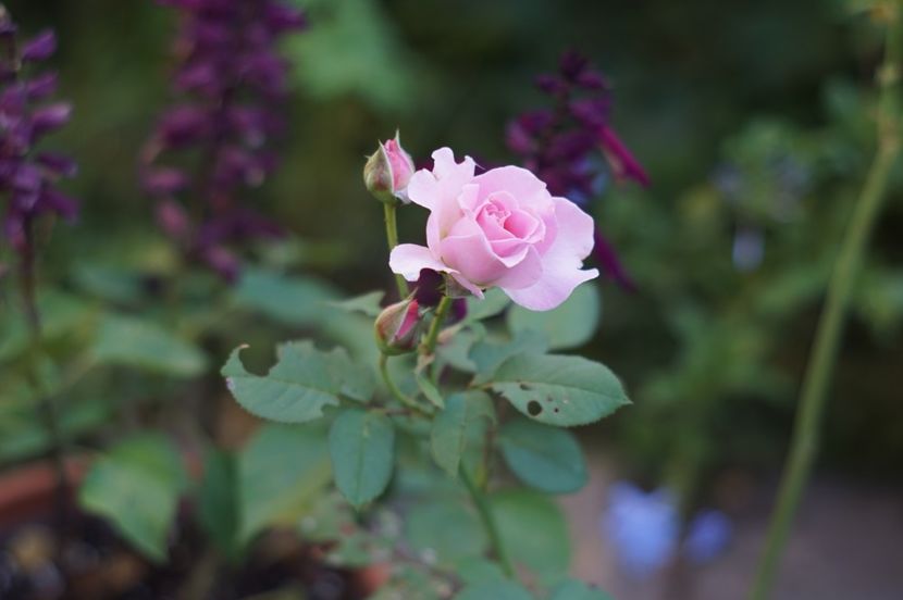  - Trandafirii care au remontat in august