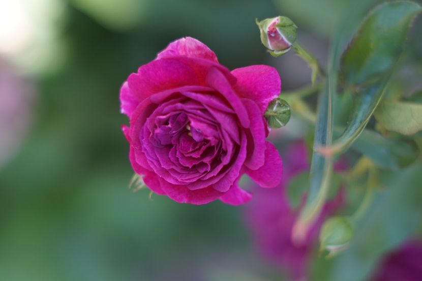  - Trandafirii care au remontat in august