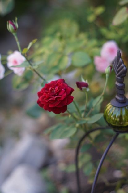  - Trandafirii care au remontat in august