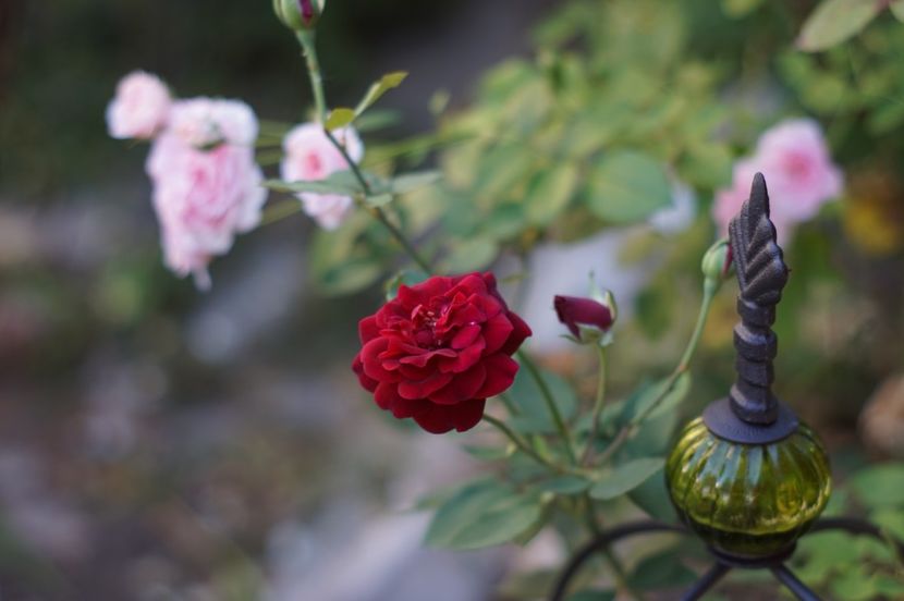 Louis XIV - Trandafirii care au remontat in august