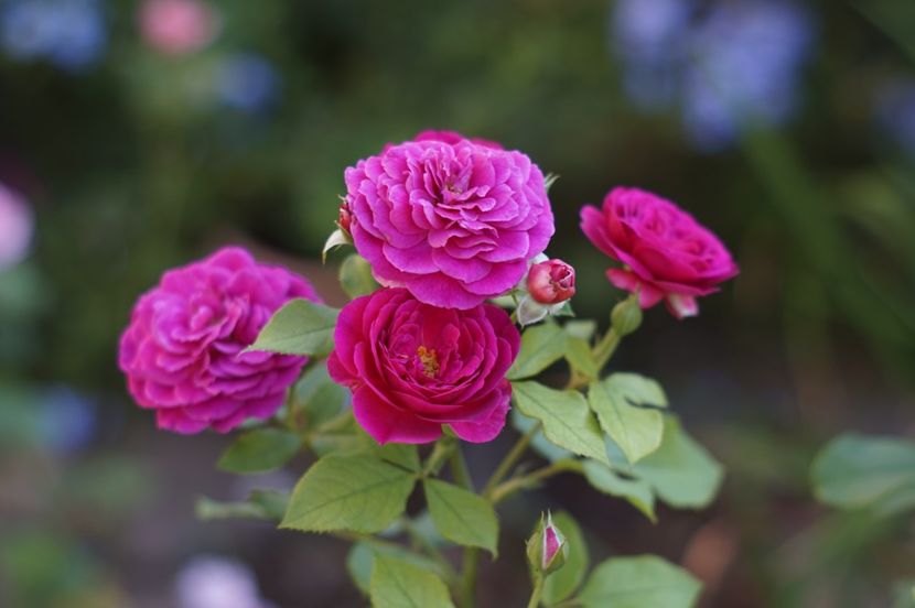  - Trandafirii care au remontat in august