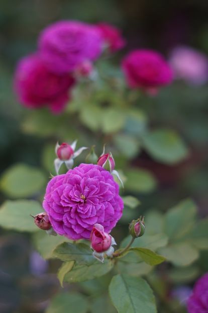  - Trandafirii care au remontat in august