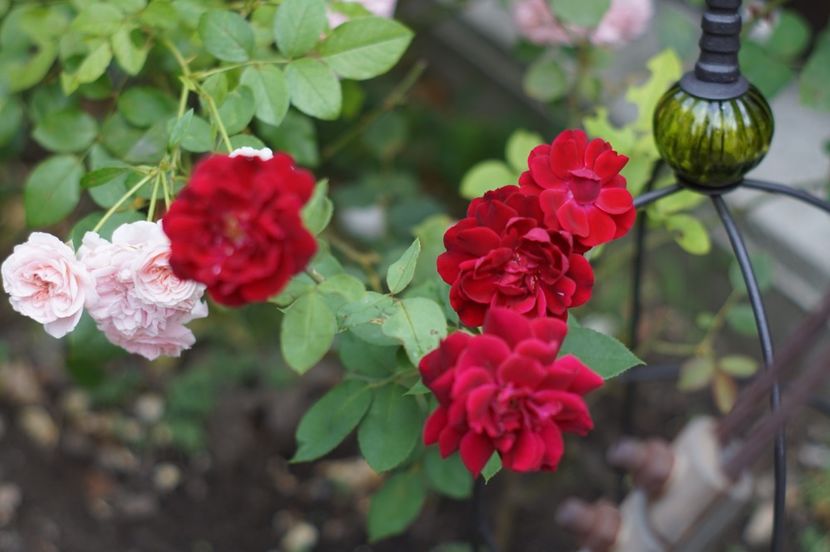 Louis XIV - Trandafirii care au remontat in august