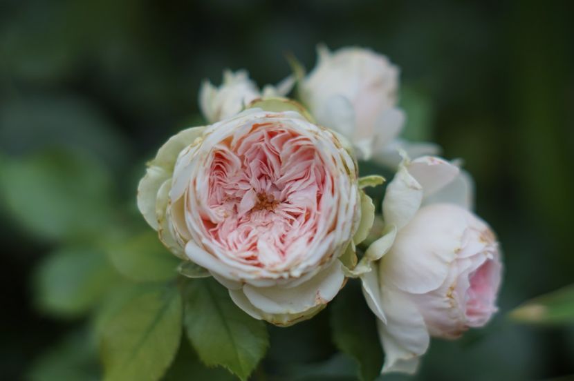  - Trandafirii care au remontat in august