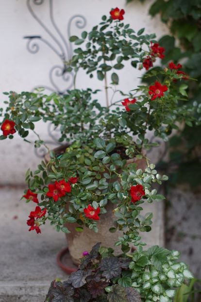  - Trandafirii care au remontat in august