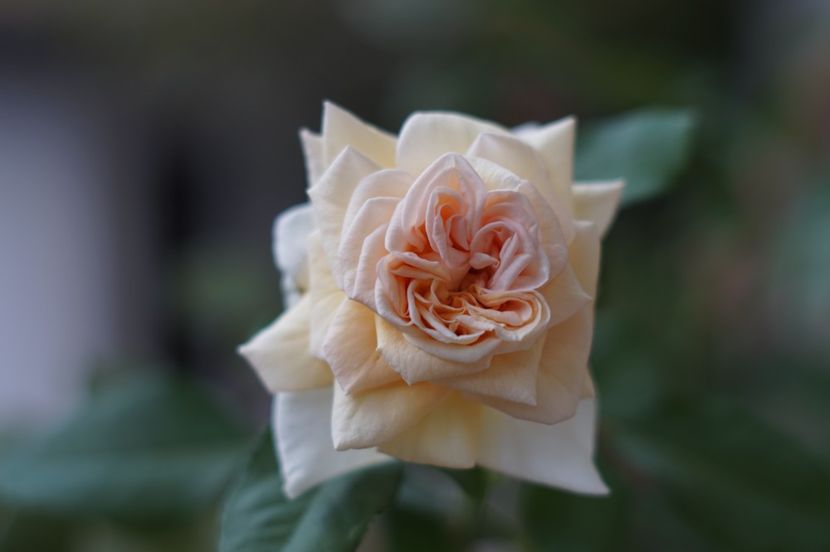  - Trandafirii care au remontat in august