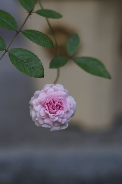  - Trandafirii care au remontat in august