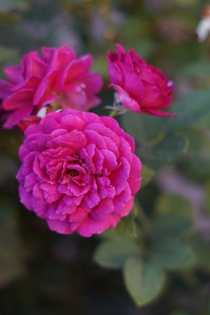  - Trandafirii care au remontat in august