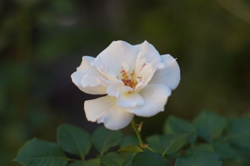  - Trandafirii care au remontat in august