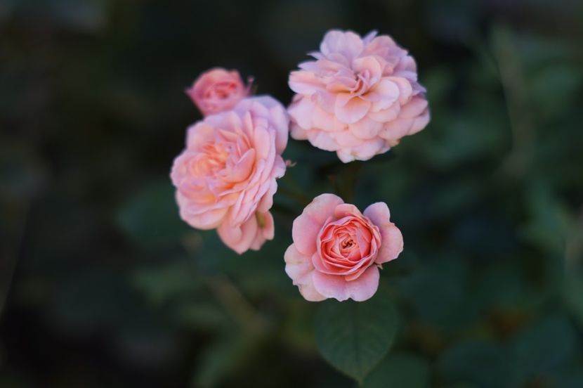  - Trandafirii care au remontat in august