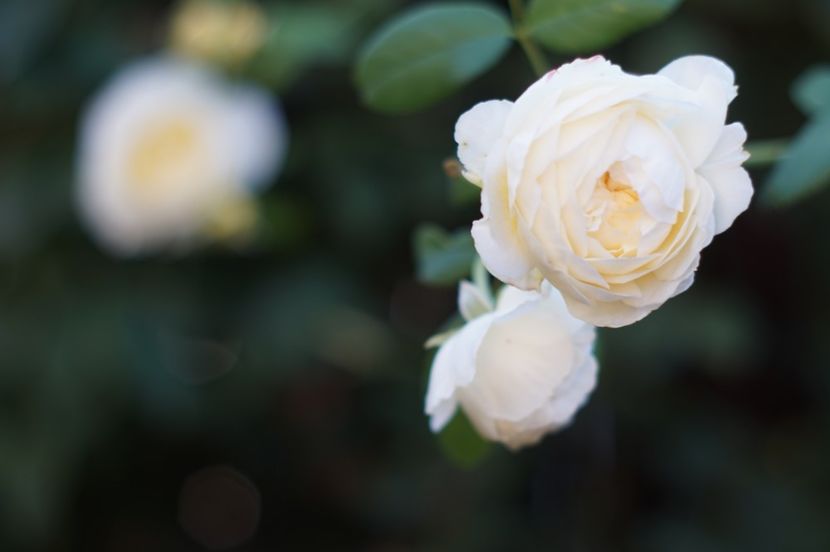  - Trandafirii care au remontat in august