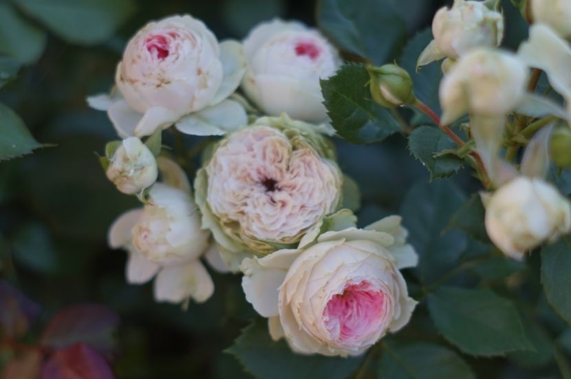  - Trandafirii care au remontat in august