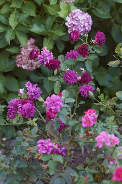  - Trandafirii care au remontat in august