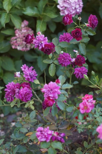 Ebb Tide - Trandafirii care au remontat in august