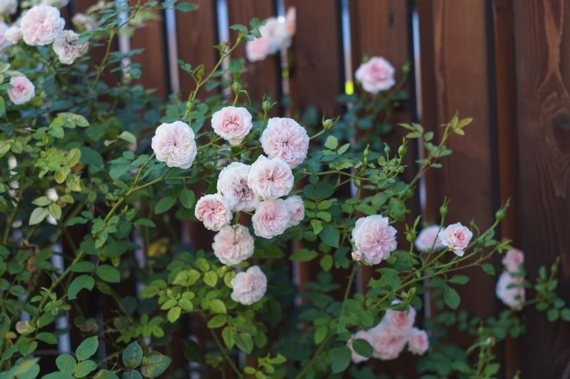 The Faun - Trandafirii care au remontat in august