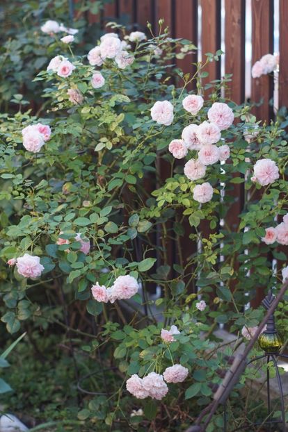  - Trandafirii care au remontat in august