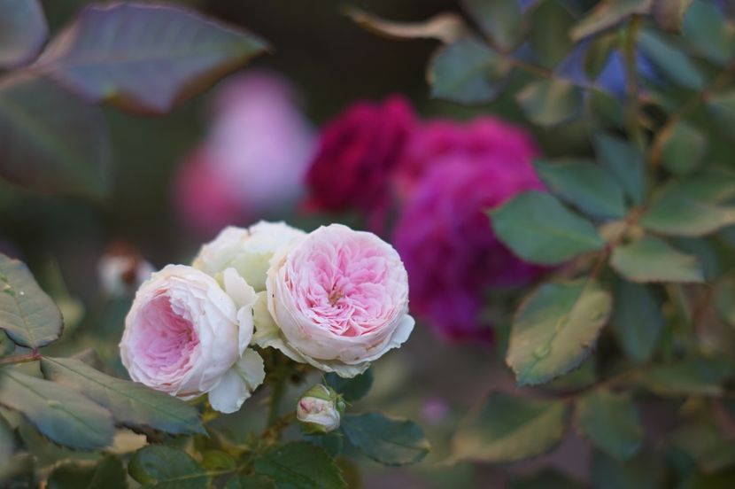  - Trandafirii care au remontat in august