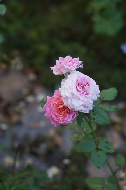  - Trandafirii care au remontat in august