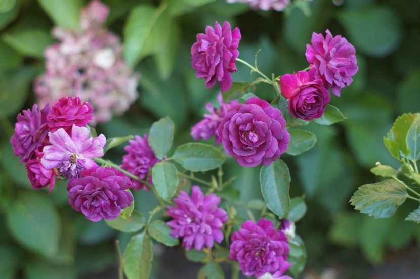  - Trandafirii care au remontat in august