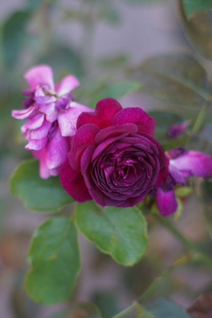  - Trandafirii care au remontat in august