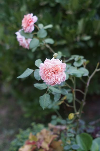  - Trandafirii care au remontat in august