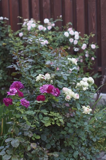  - Trandafirii care au remontat in august