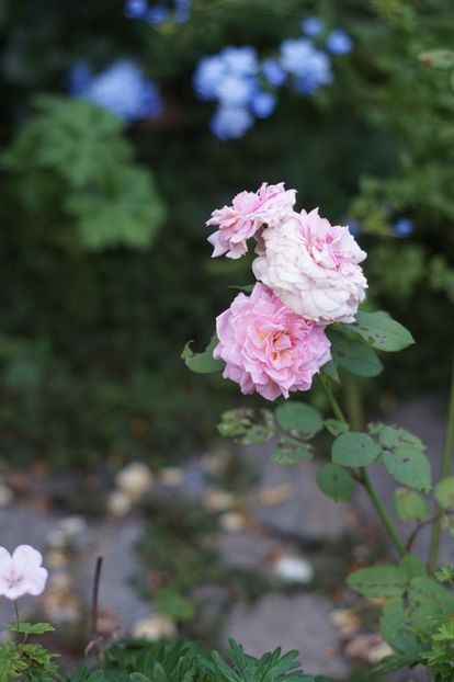  - Trandafirii care au remontat in august