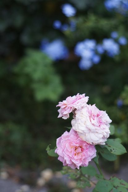  - Trandafirii care au remontat in august