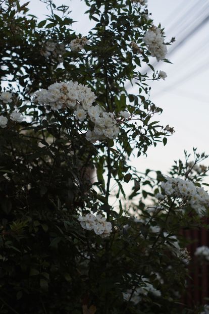  - Trandafirii care au remontat in august