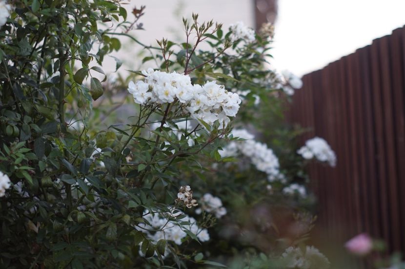  - Trandafirii care au remontat in august