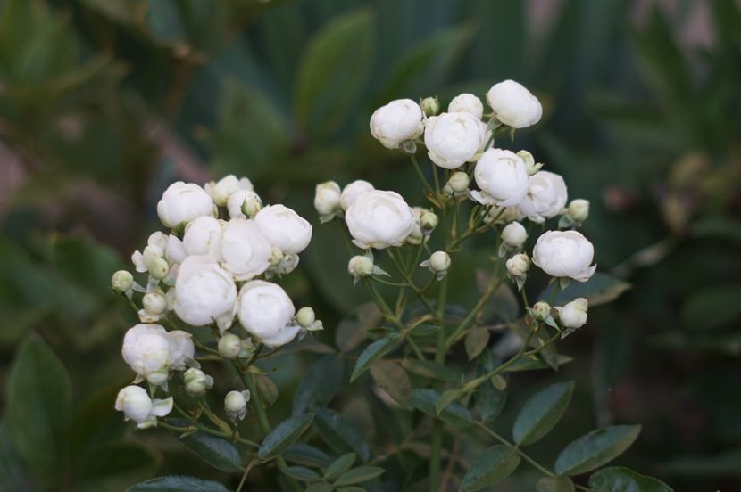  - Trandafirii care au remontat in august