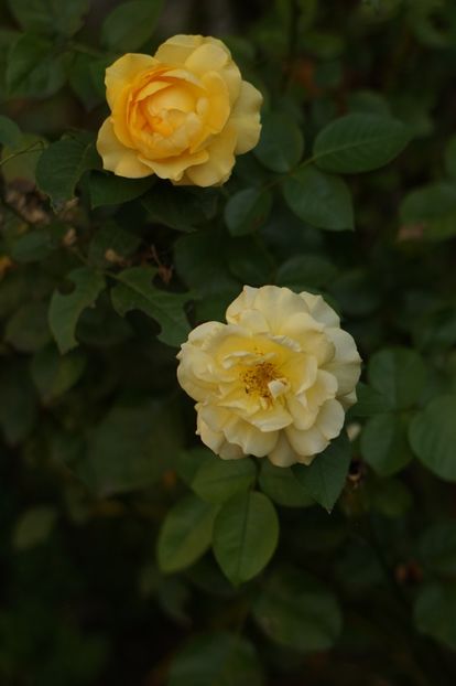  - Trandafirii care au remontat in august