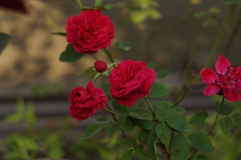  - Trandafirii care au remontat in august