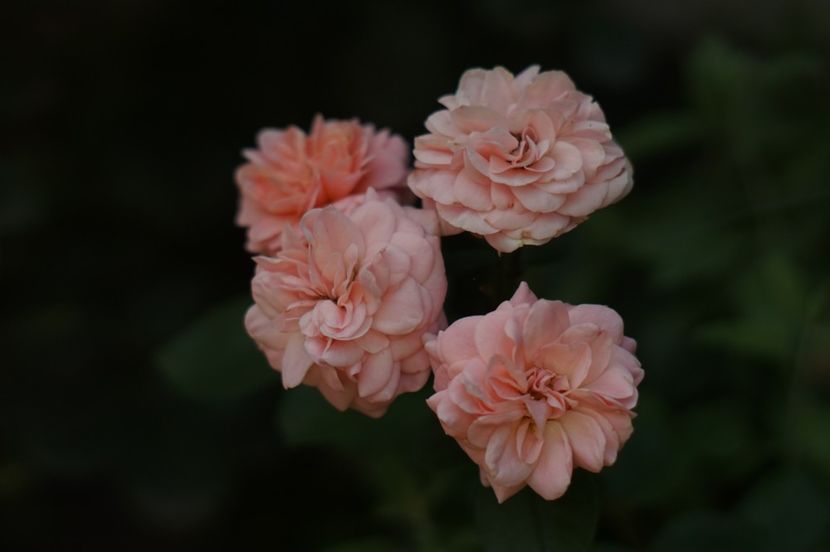  - Trandafirii care au remontat in august