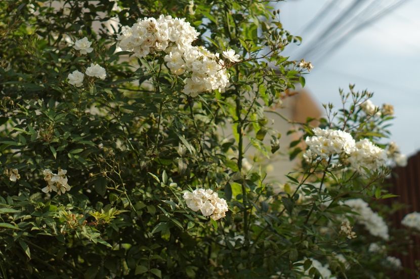  - Trandafirii care au remontat in august