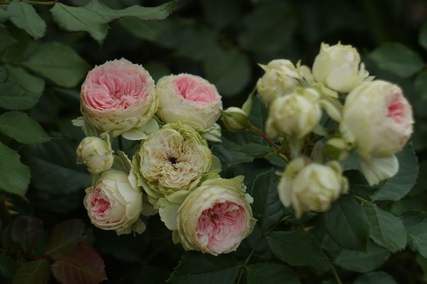  - Trandafirii care au remontat in august