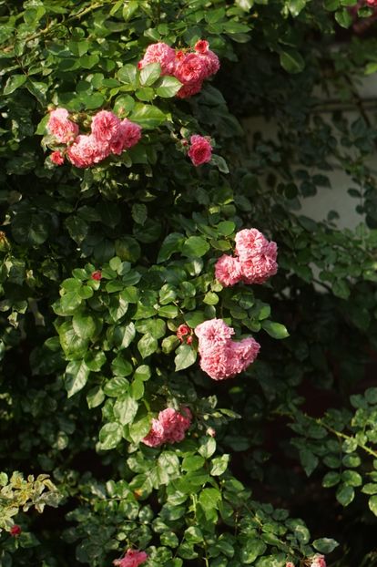  - Trandafirii care au remontat in august