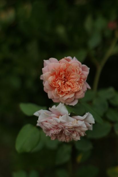  - Trandafirii care au remontat in august