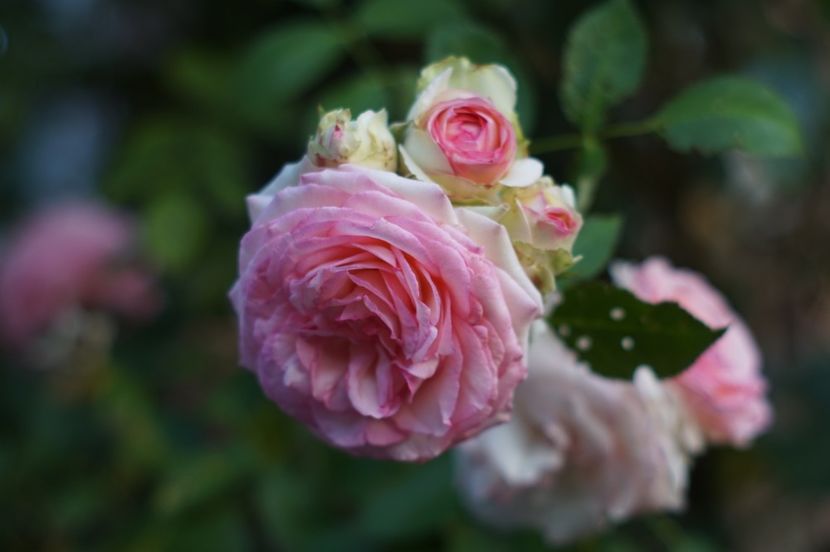  - Trandafirii care au remontat in august