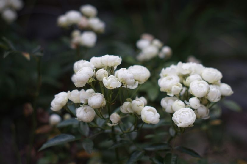  - Trandafirii care au remontat in august