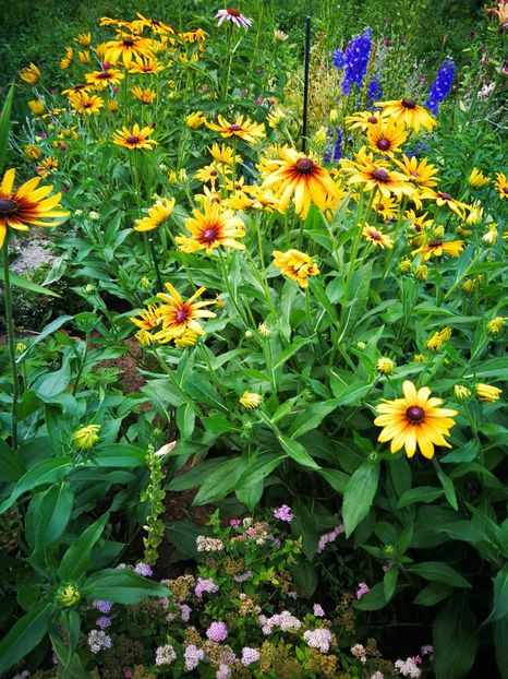  - Flori de grădină-2019