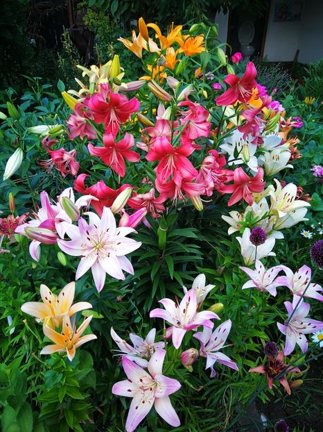  - Flori de grădină-2019