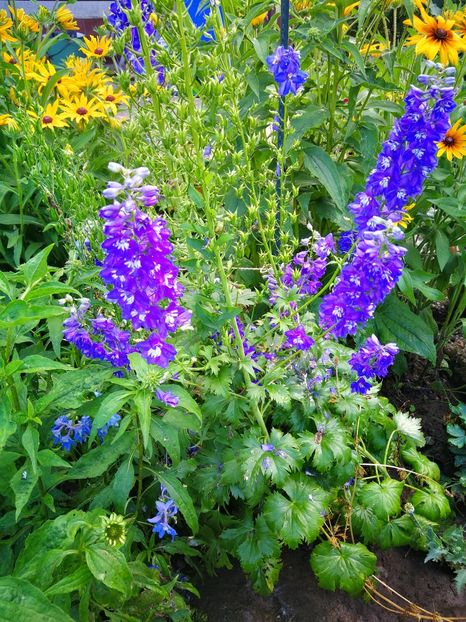  - Flori de grădină-2019