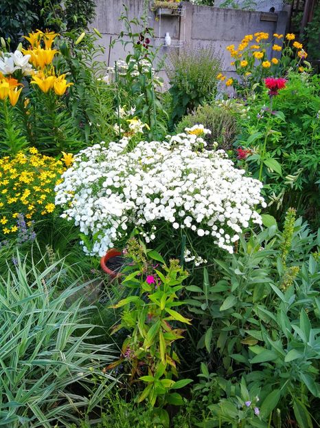  - Flori de grădină-2019