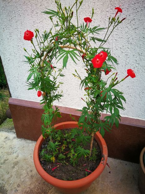  - Flori de grădină-2019